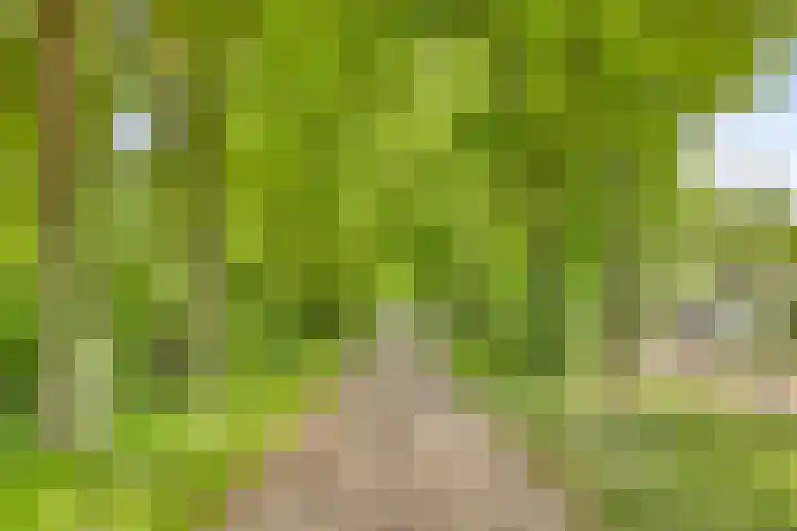 Grove Den 4 Sint-Oedenrode thumbnail 26