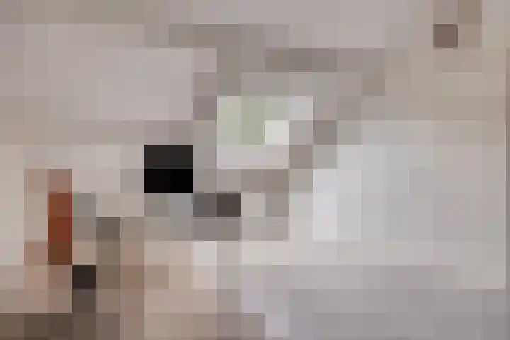 Grovestins 11 Almelo thumbnail 33
