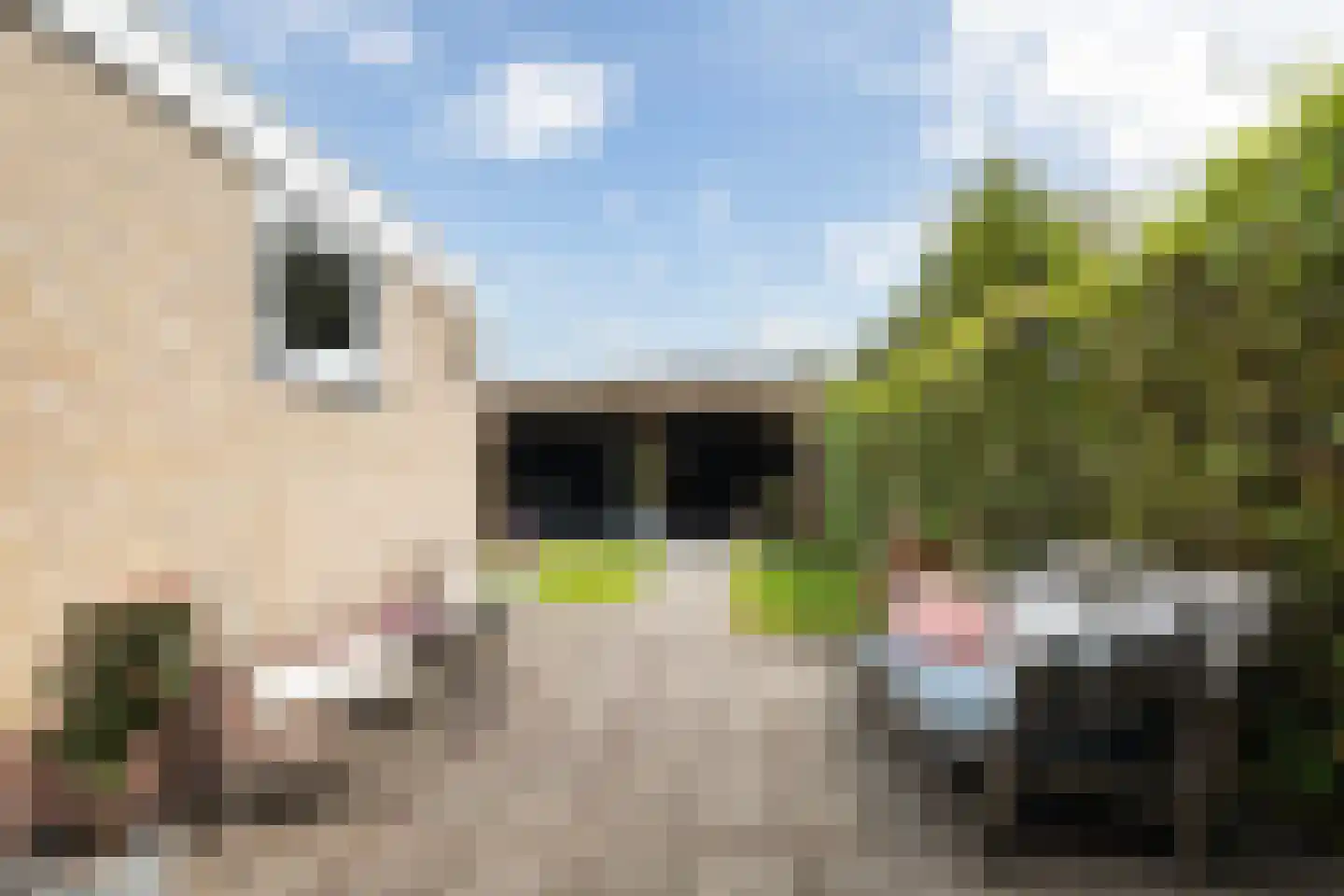 Grovestins 19 Stiens thumbnail 23