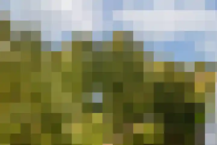 Grubbehoeve 528 Amsterdam thumbnail 14