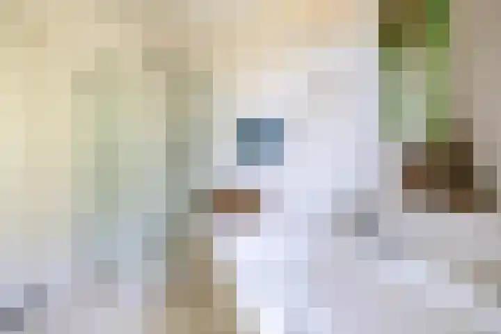 Grubbenvorsterweg 1 Sevenum thumbnail 32