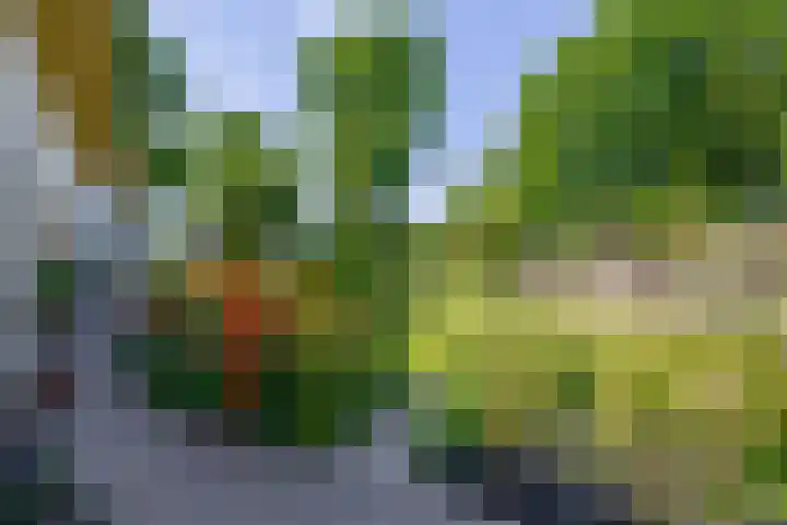 Grubbenvorsterweg 1 Sevenum thumbnail 47