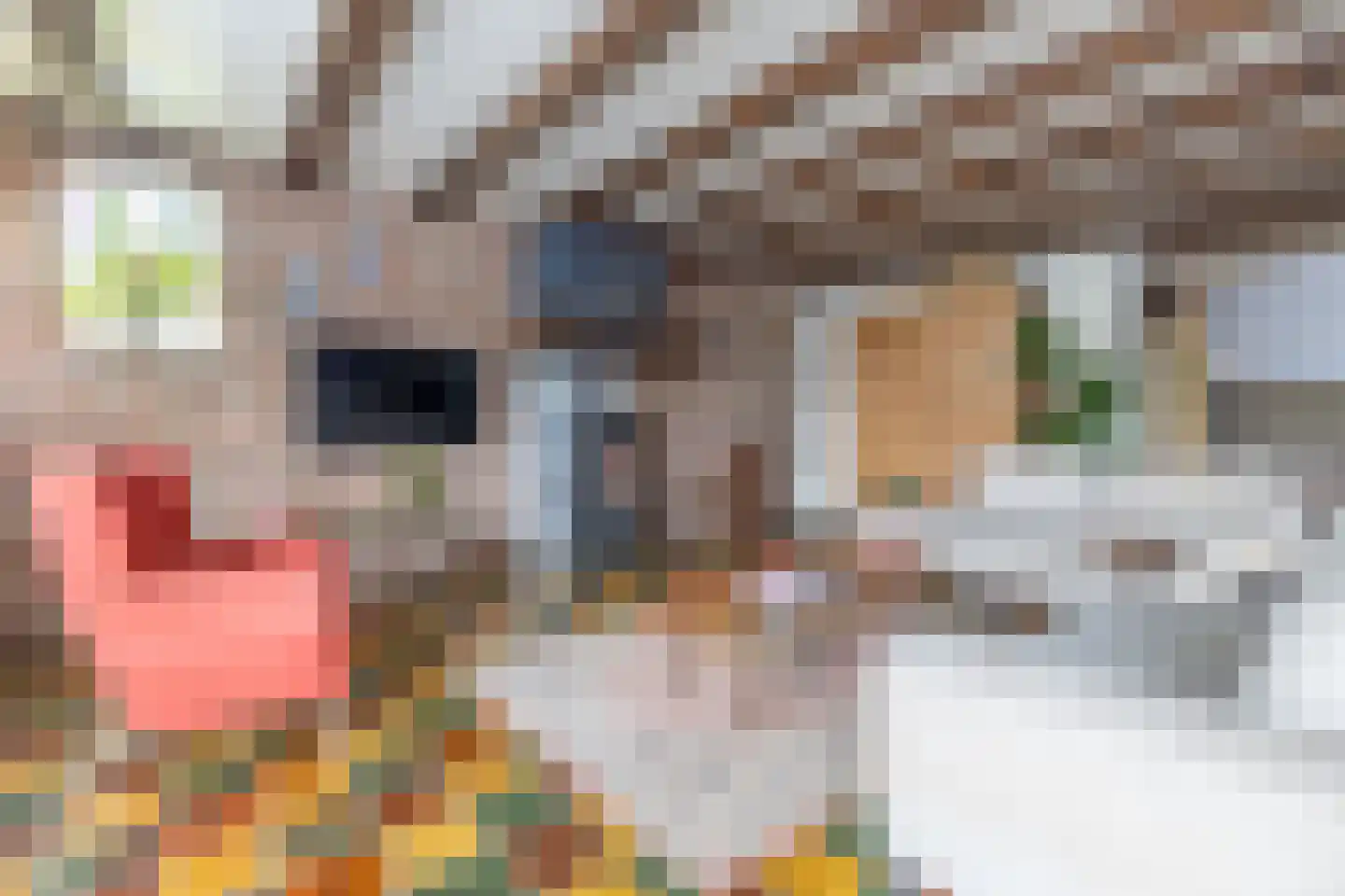 Grutte Buorren 8 Moarre thumbnail 5