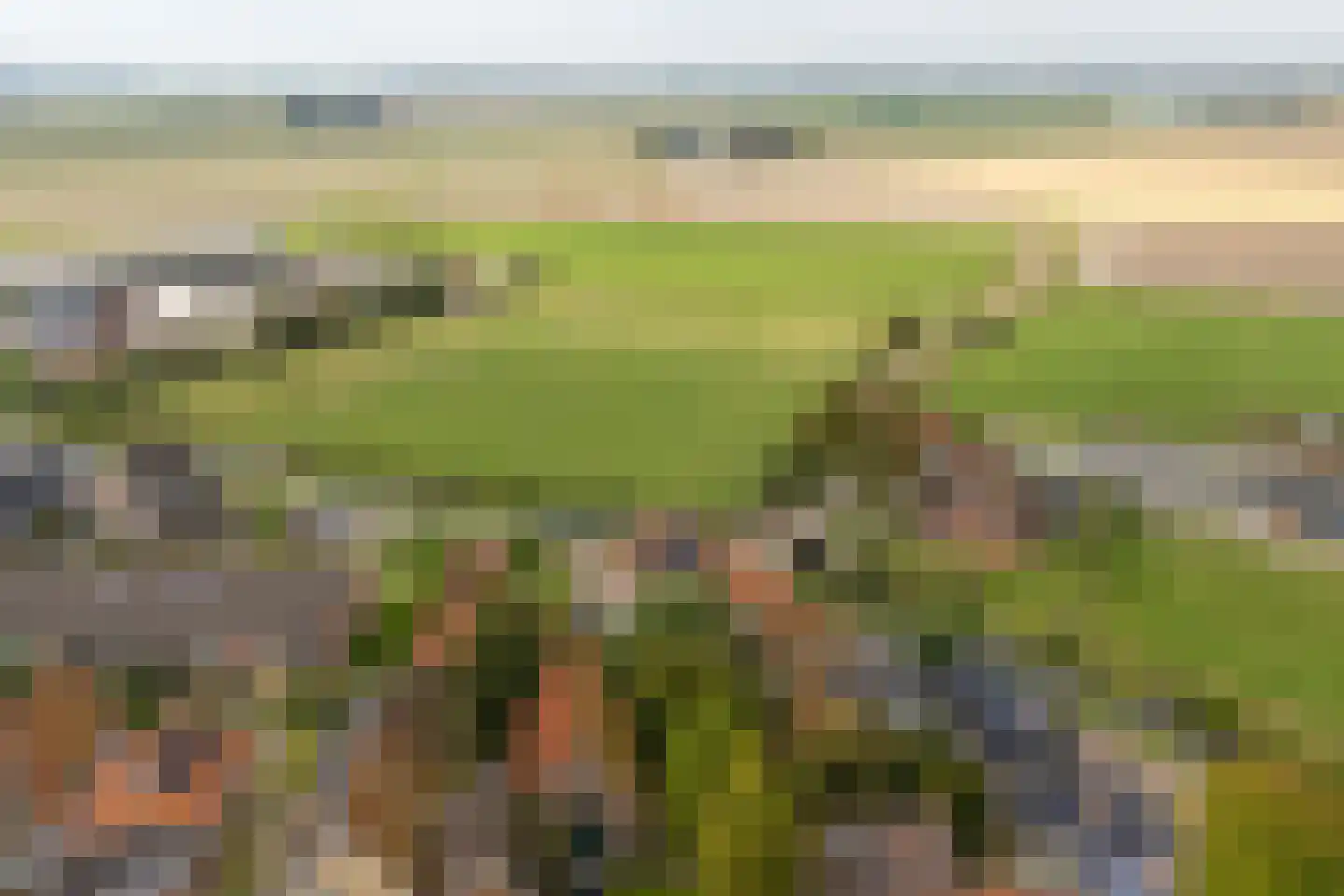 Grutte Buorren 8 Moarre thumbnail 64