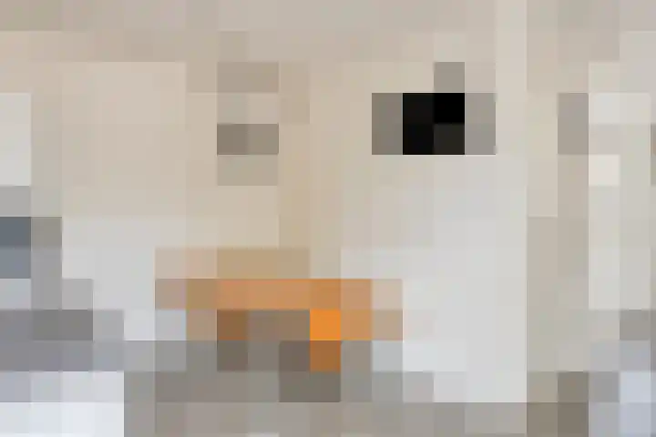 Gruttersdreef 409 Apeldoorn thumbnail 8