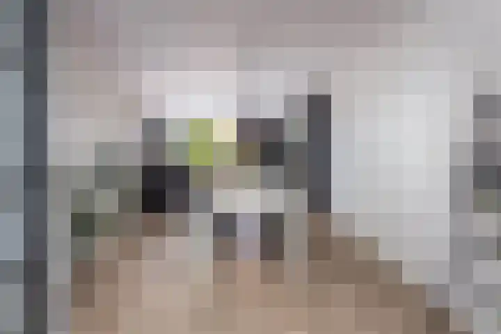 Grutto 10 Grootebroek thumbnail 11