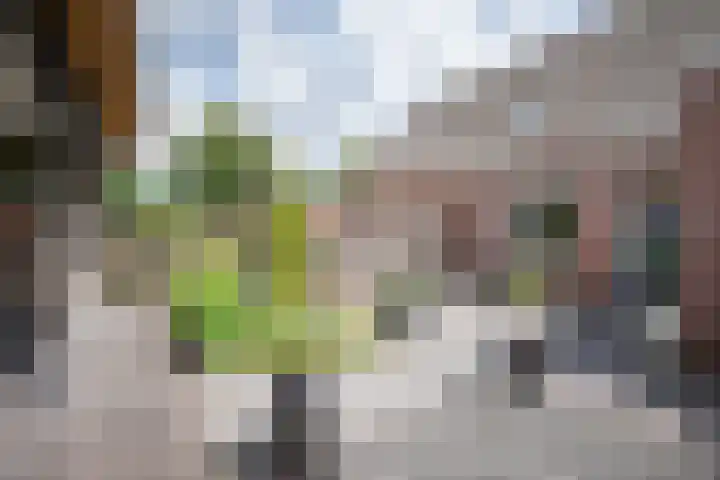Grutto 12 Staphorst thumbnail 29