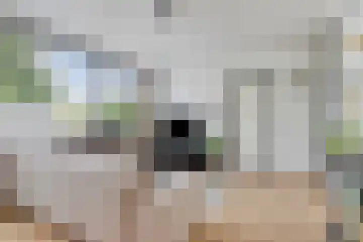 Grutto 15 Grijpskerk thumbnail 19