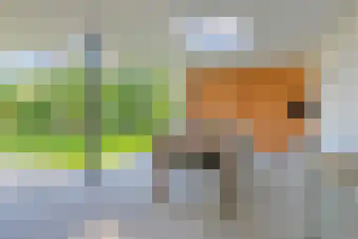 Grutto 5 Venray thumbnail 39