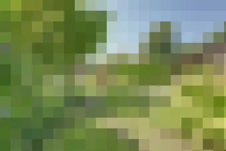 Grutto 5 Zuid-Scharwoude thumbnail 42