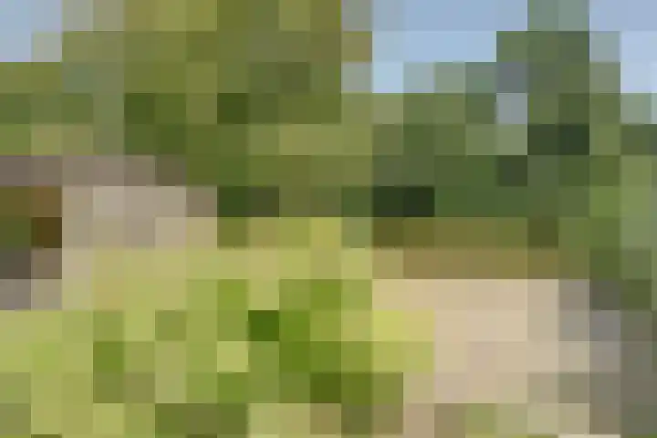 Grutto 5 Zuid-Scharwoude thumbnail 5