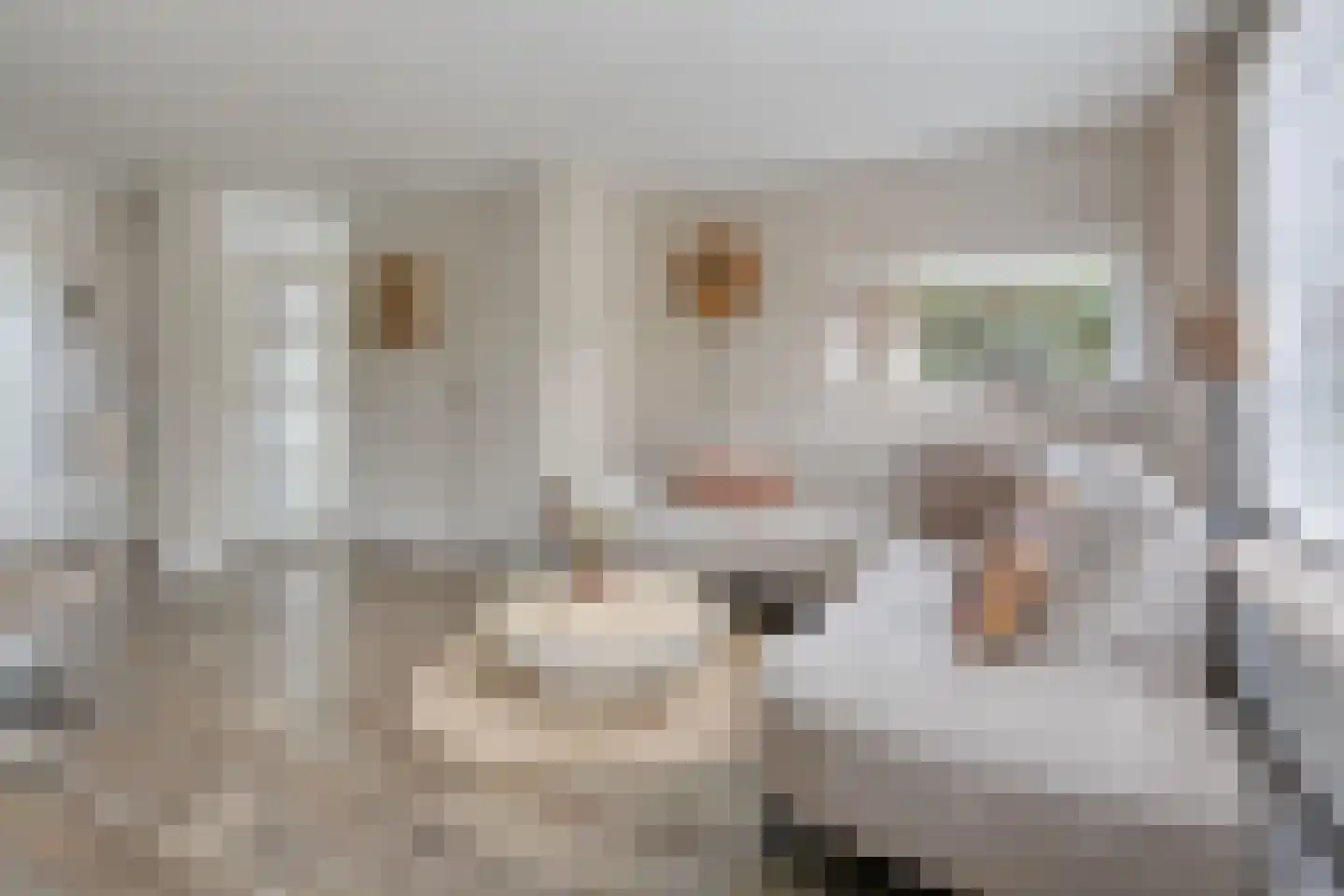 Grutto 99 Raalte thumbnail 10