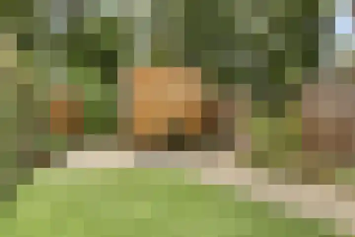 Gruythof 13 Terheijden thumbnail 22