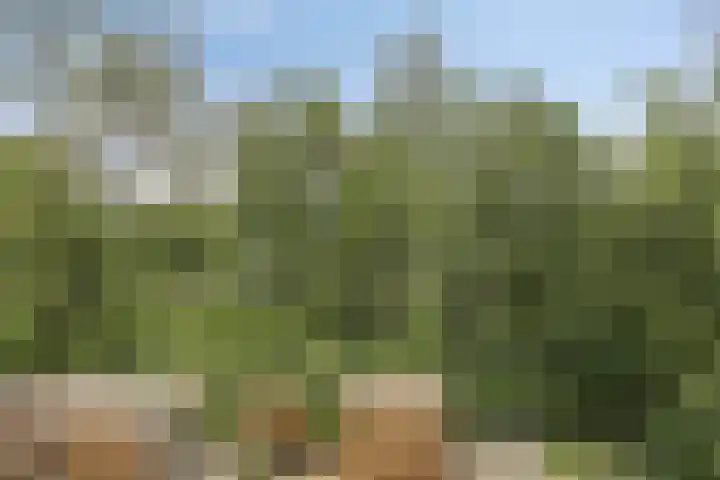 Gruythof 13 Terheijden thumbnail 25