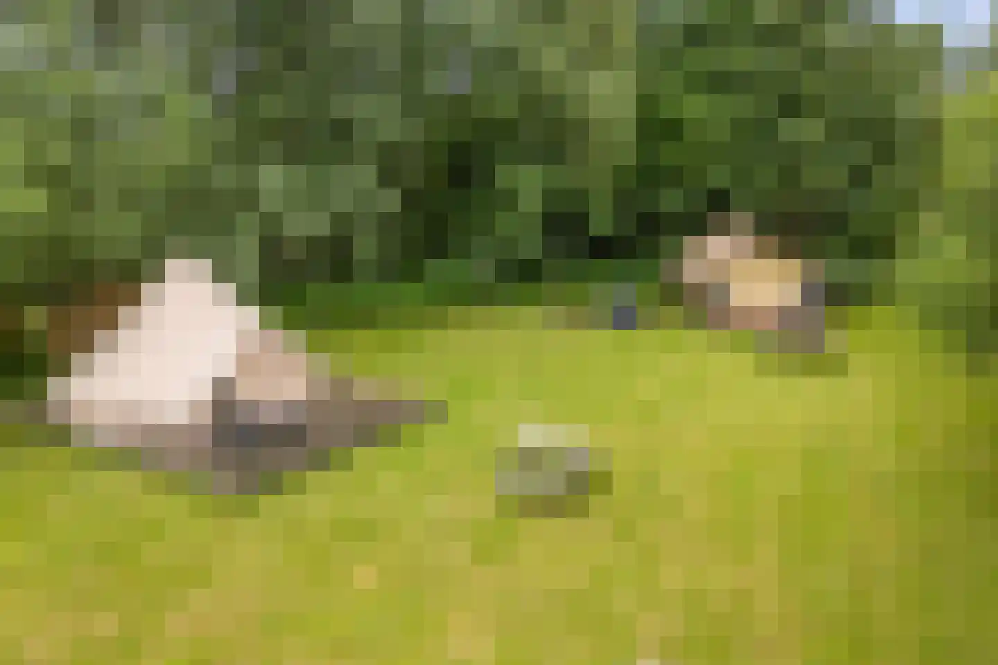 Grytmanswei 1 Nijewier foto 3