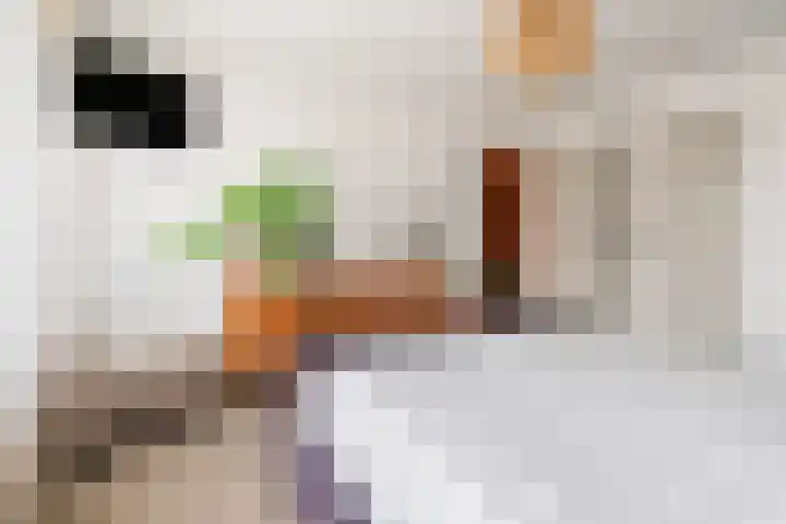 Guido Gezellelaan 16 Etten-Leur thumbnail 23