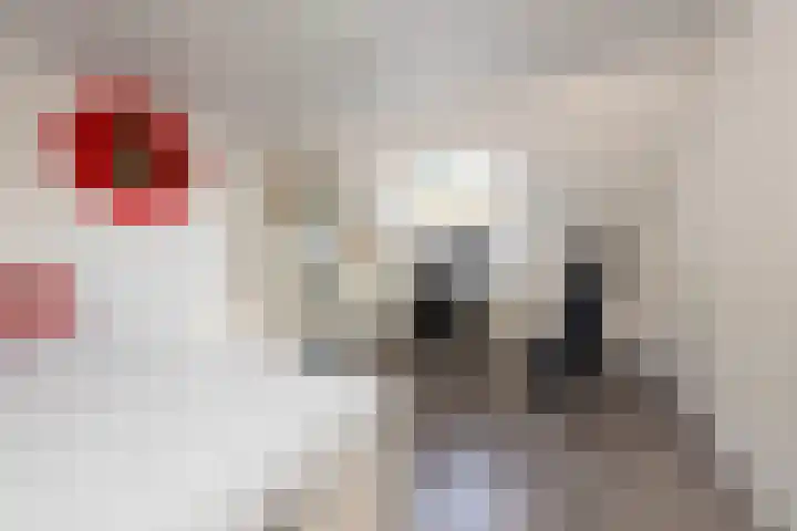 Guido Gezellelaan 5 Berkel-Enschot thumbnail 35