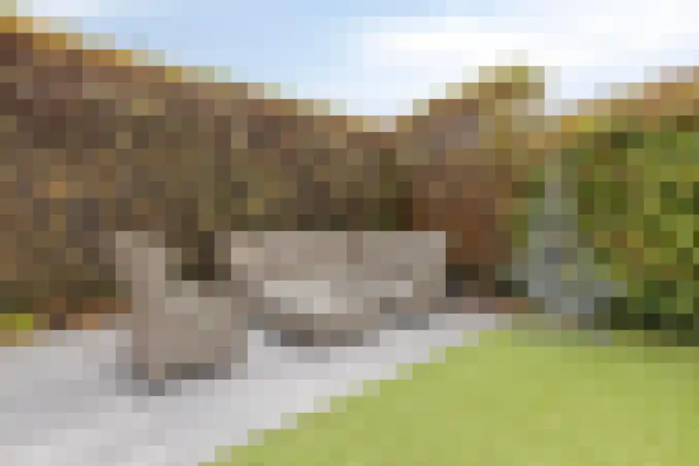 Guldenroede 3 Halsteren thumbnail 58