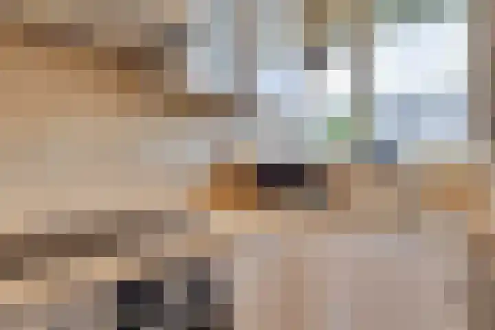 Gulikstraat 150 Venlo thumbnail 24