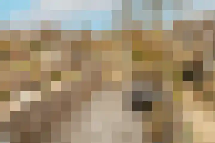 H. Roland Holstweg 29 's-Gravenzande thumbnail 34