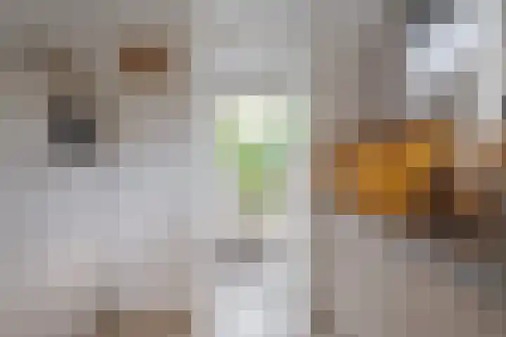 H. Scheepstrastraat 1 Roden thumbnail 26
