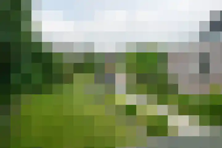 Haadwei 132 Damwâld thumbnail 4