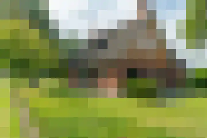 Haadwei 2 Damwâld thumbnail 8