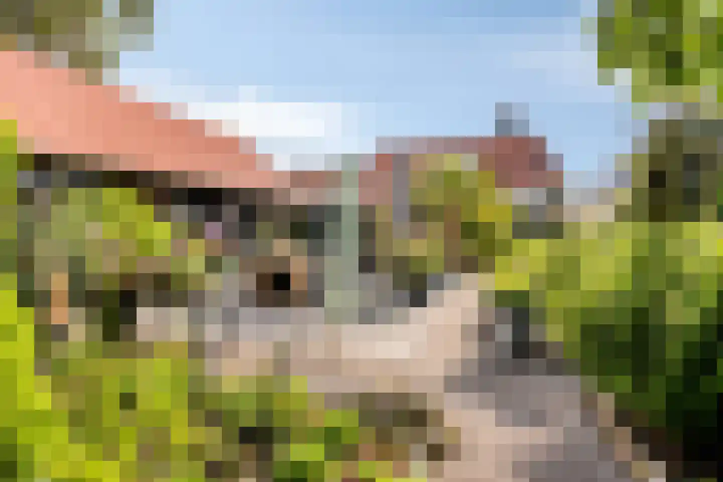Haadwei 68 Damwâld thumbnail 40