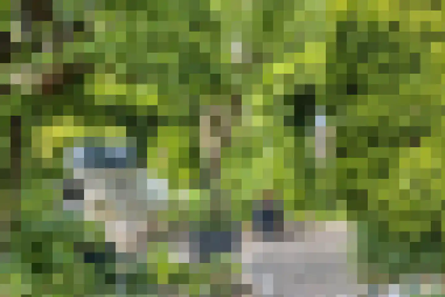 Haadwei 68 Damwâld thumbnail 43