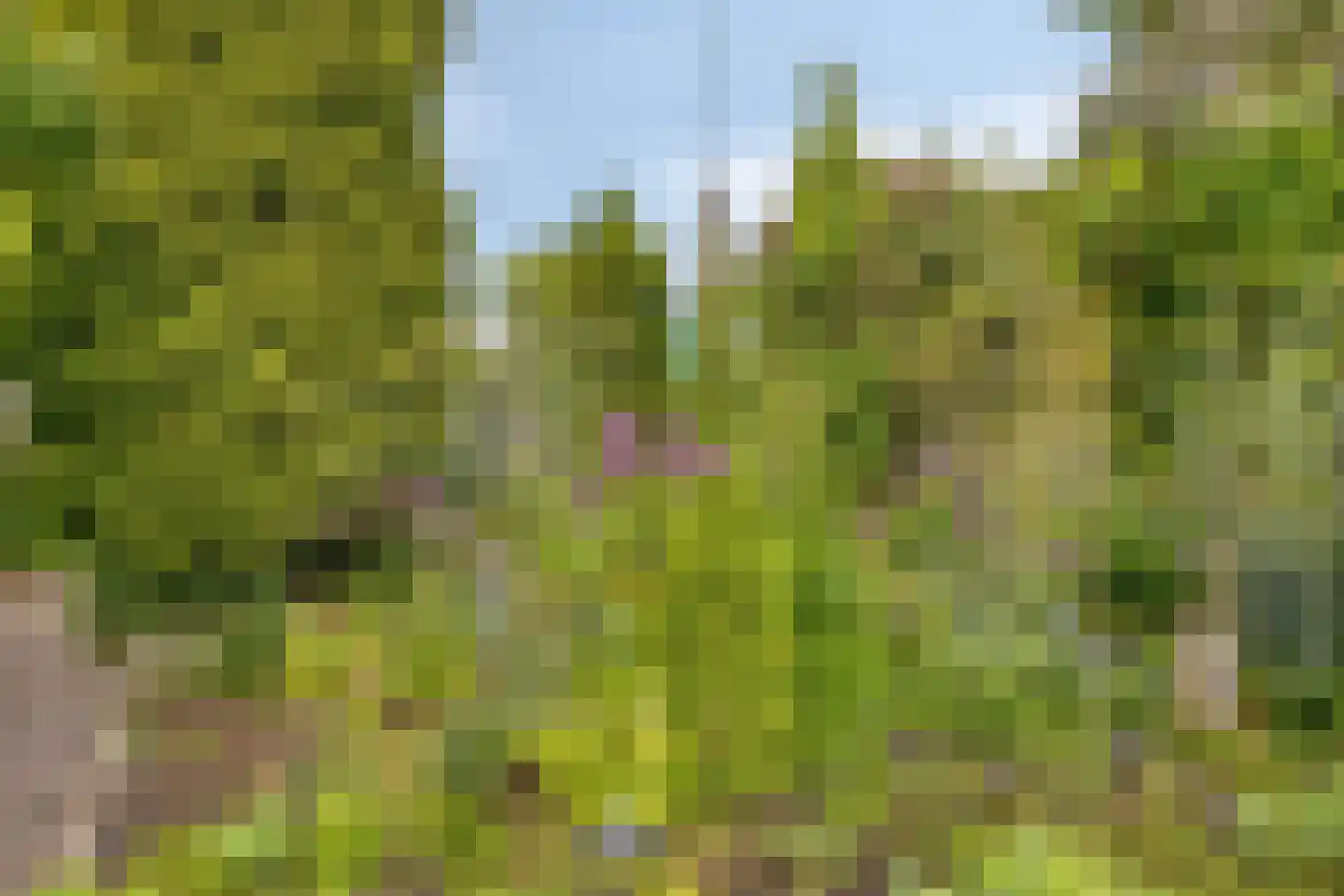 Haadwei 68 Damwâld thumbnail 54