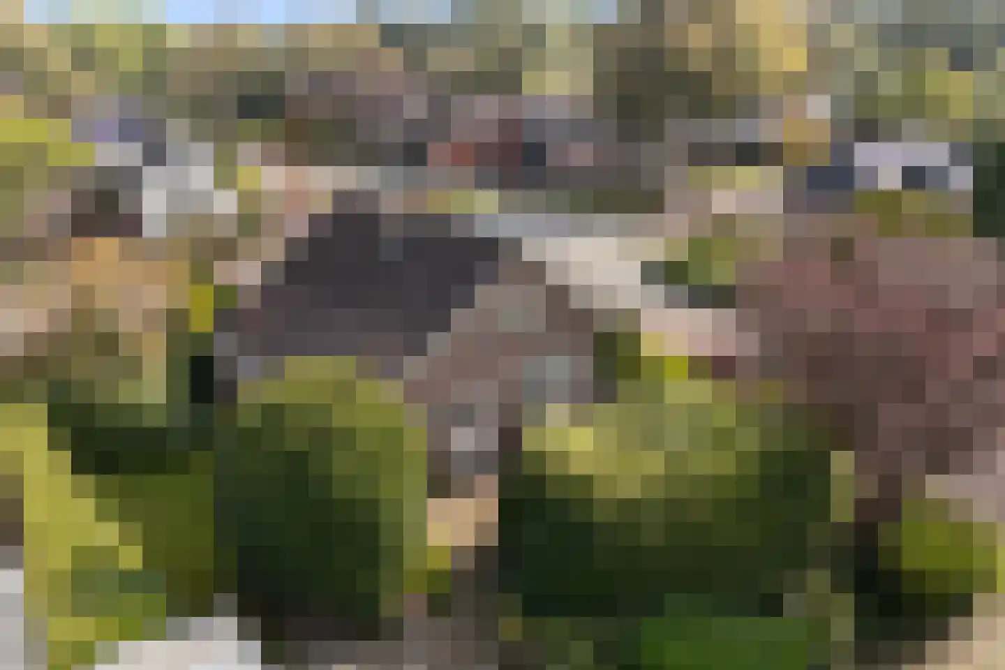 Haadwei 92 Damwâld thumbnail 41