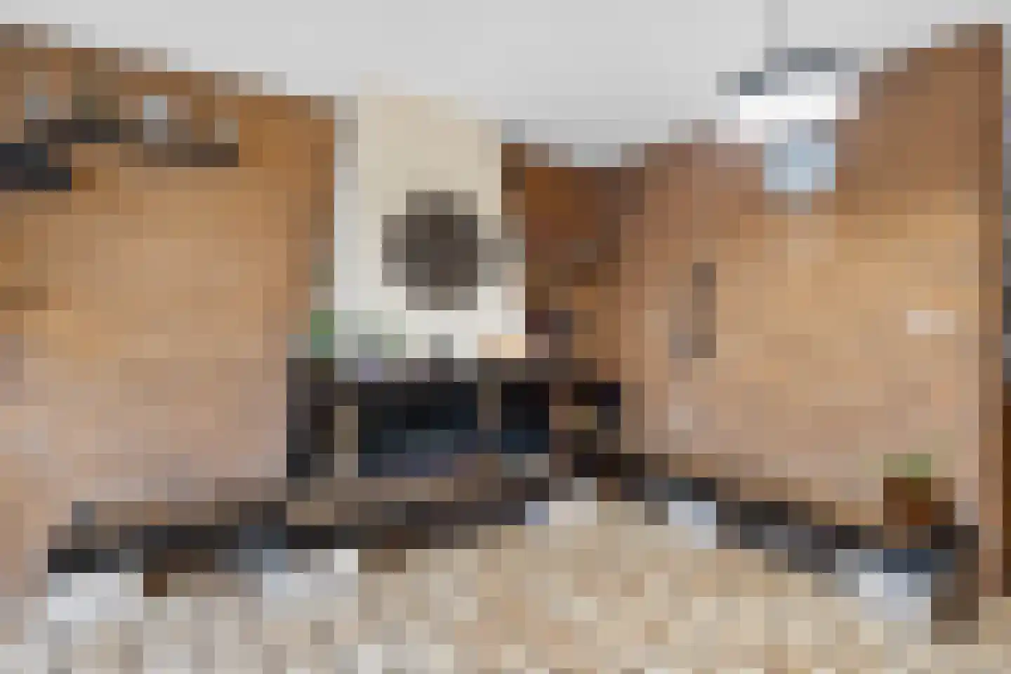 Haagbeemd 6 Eindhoven thumbnail 15