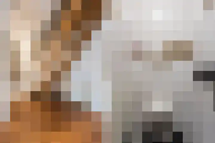 Haagbeuk 13 Halsteren thumbnail 33