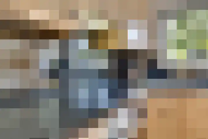 Haagbeuk 21 Venlo thumbnail 19