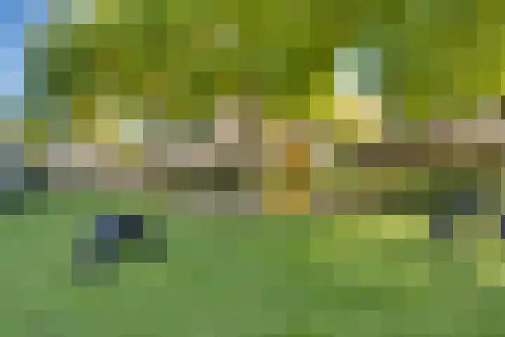 Haagbeuk 21 Venlo thumbnail 39