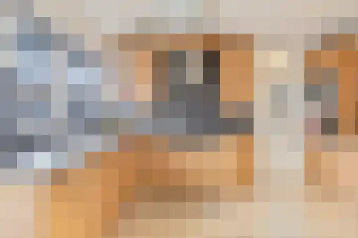 Haagbeuk 25 Venlo thumbnail 12