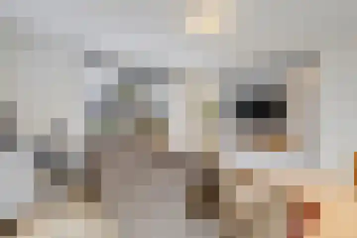 Haagbeuk 25 Venlo thumbnail 22