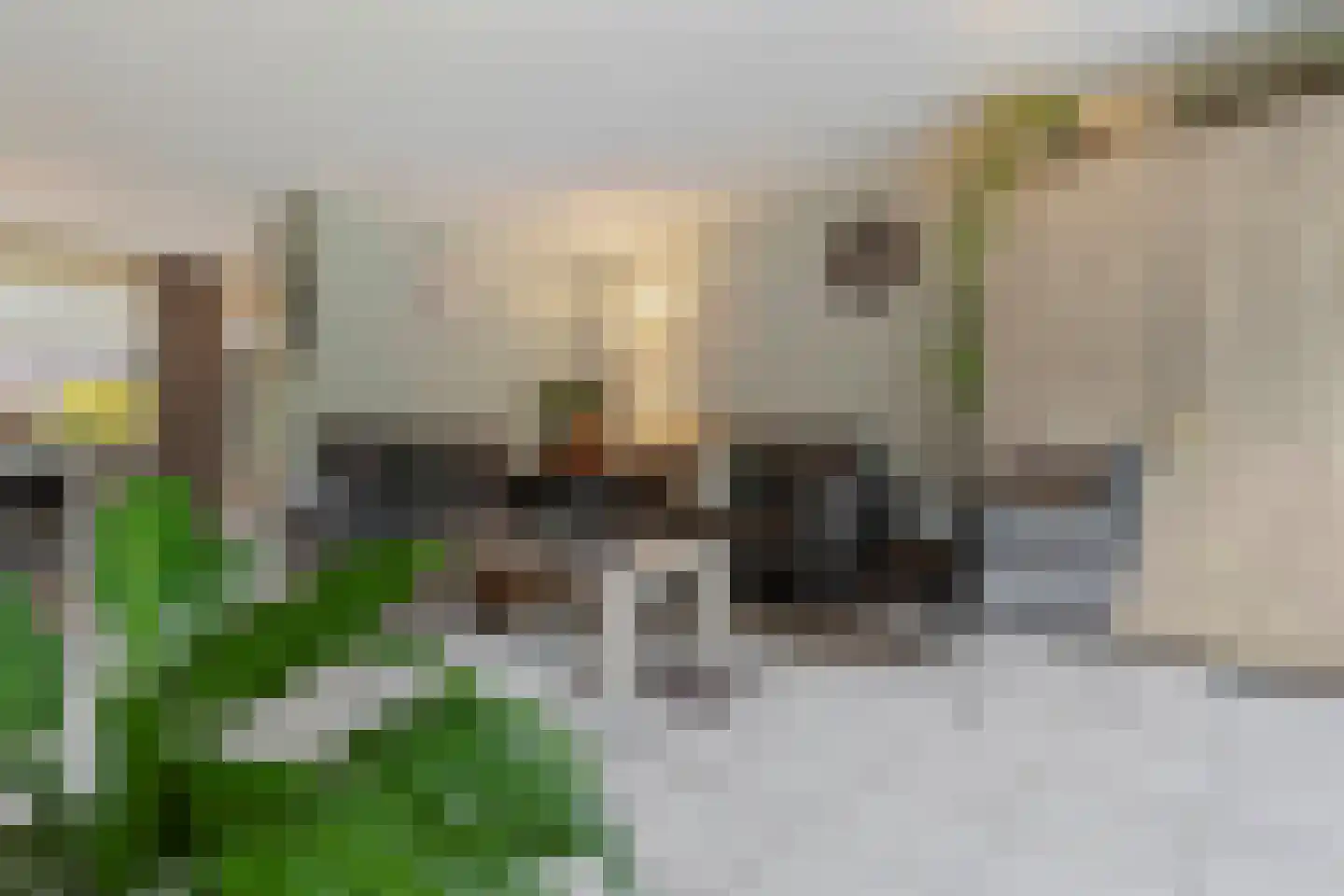Haagbeuk 61 Venlo thumbnail 6