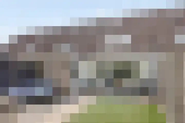 Haagbeuk 8 Best thumbnail 26