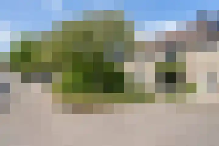 Haagbeuk 8 Best thumbnail 30