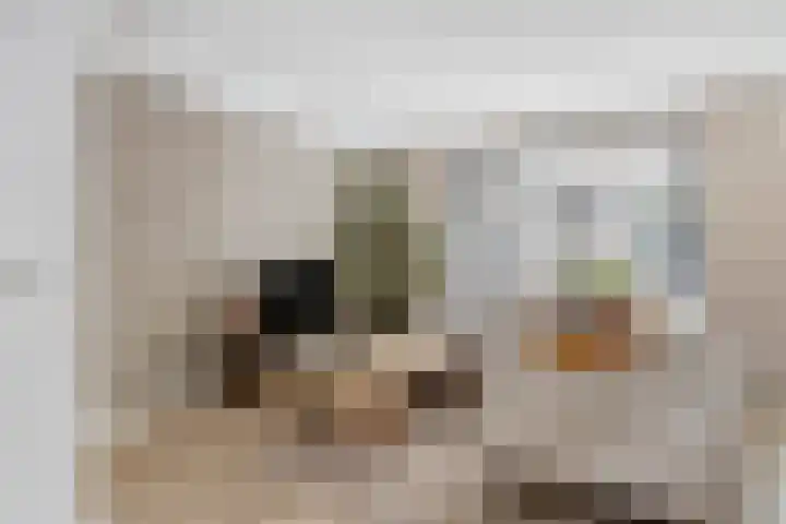Haagbeuk 8 Best thumbnail 6