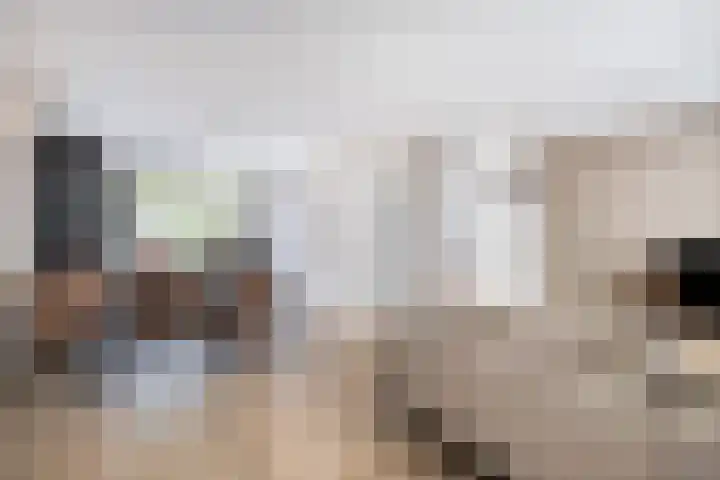 Haagbeuk 8 Best thumbnail 7