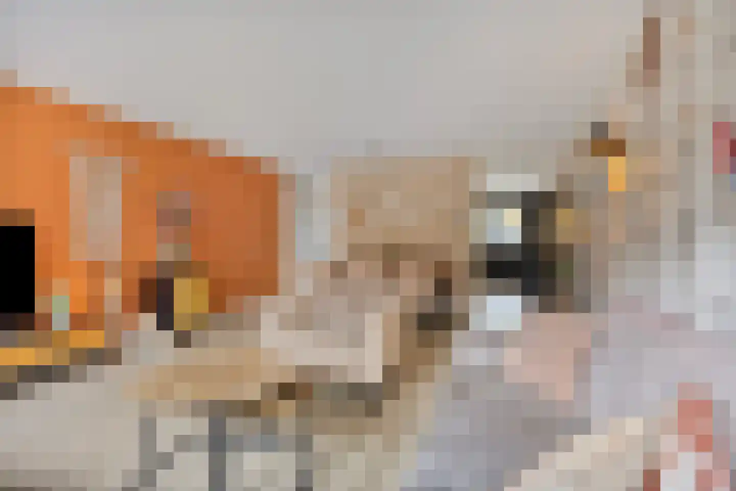 Haagpoort 44 Oss thumbnail 11
