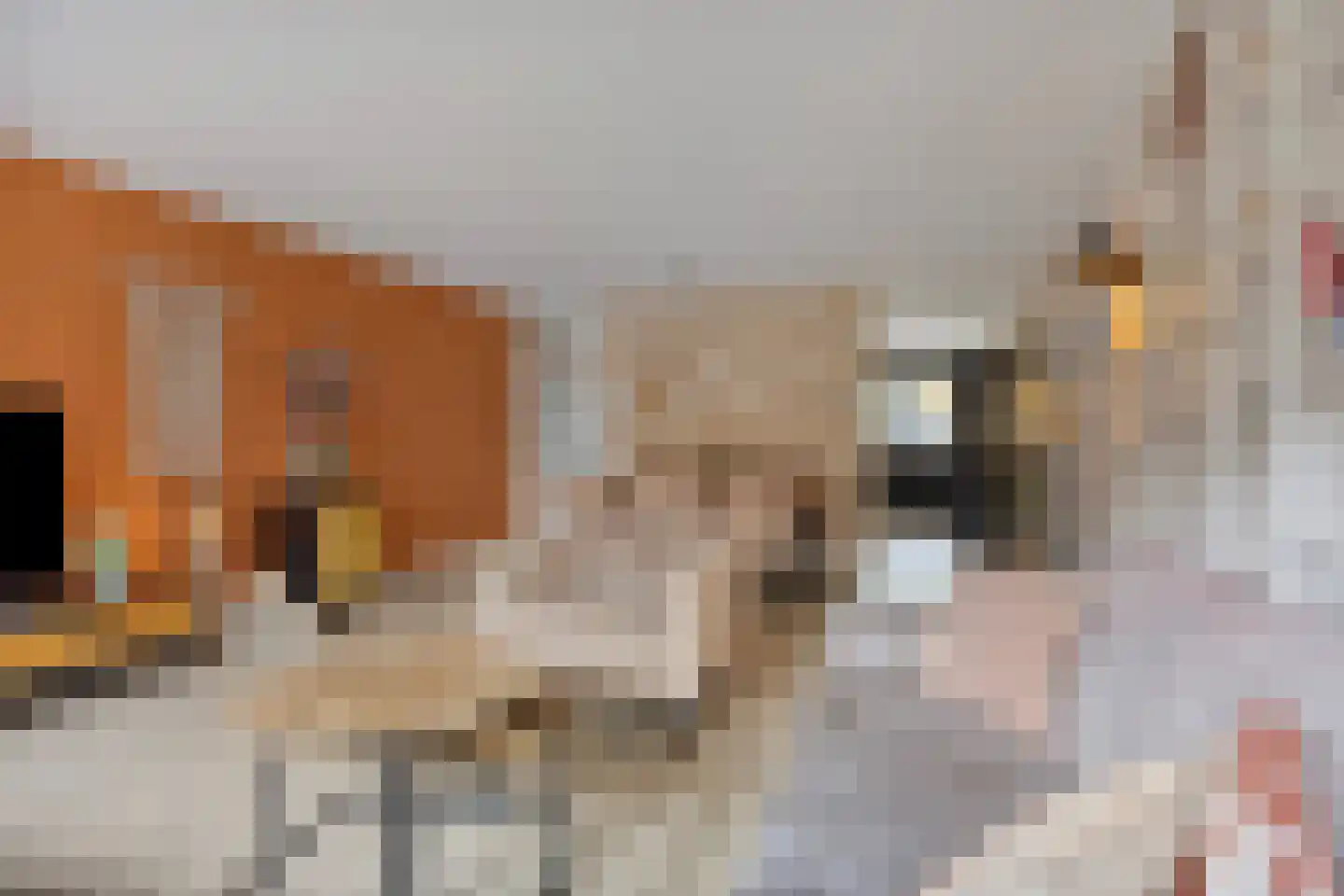 Haagpoort 44 Oss thumbnail 11