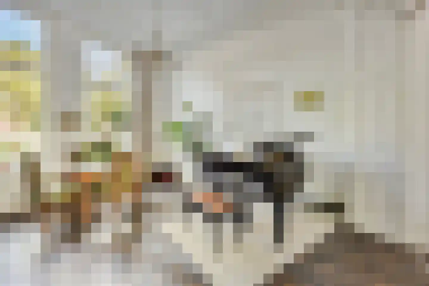 Haagweg 20 Leiden thumbnail 17