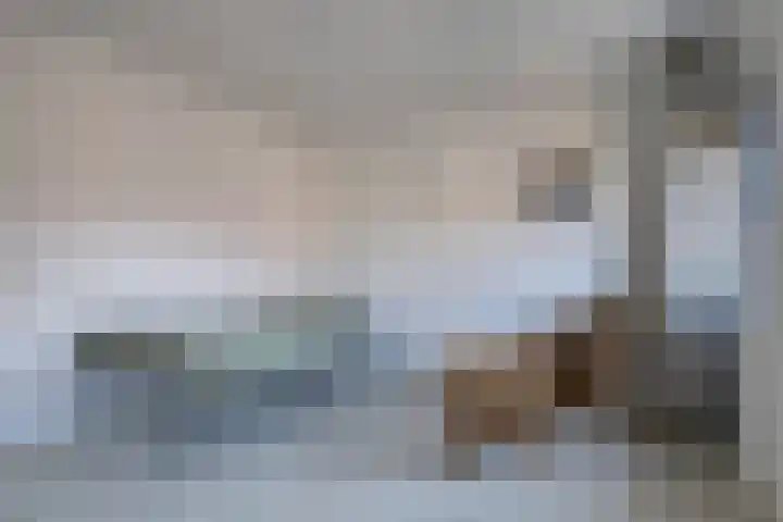 Haagwinde 14 Bladel thumbnail 27