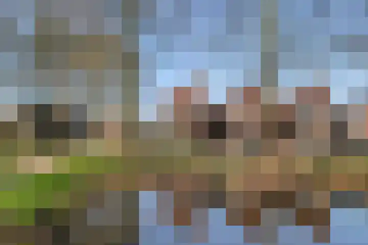 Haagwinde 14 Bladel thumbnail 8