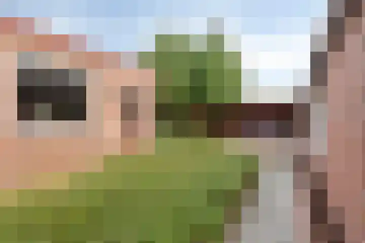 Haagwinde 2 Bladel thumbnail 26