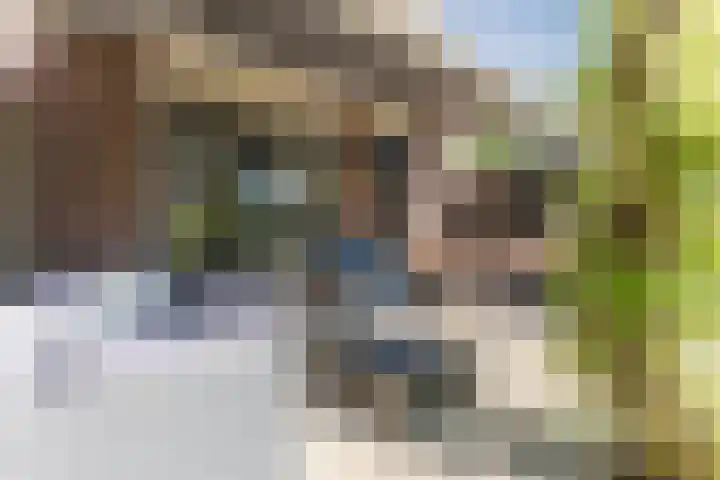 Haagwinde 2 Bladel thumbnail 33