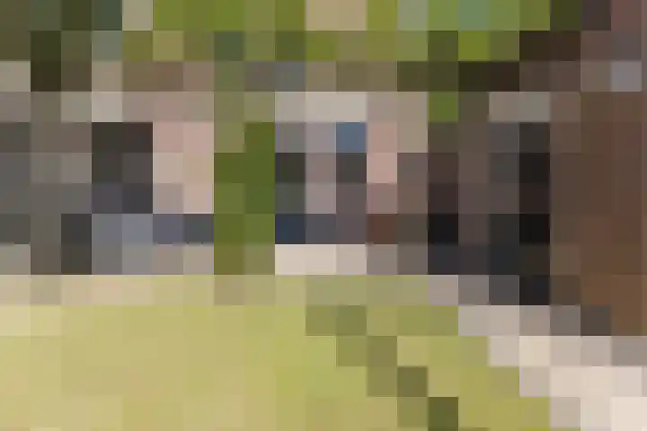 Haagwinde 2 Bladel thumbnail 34